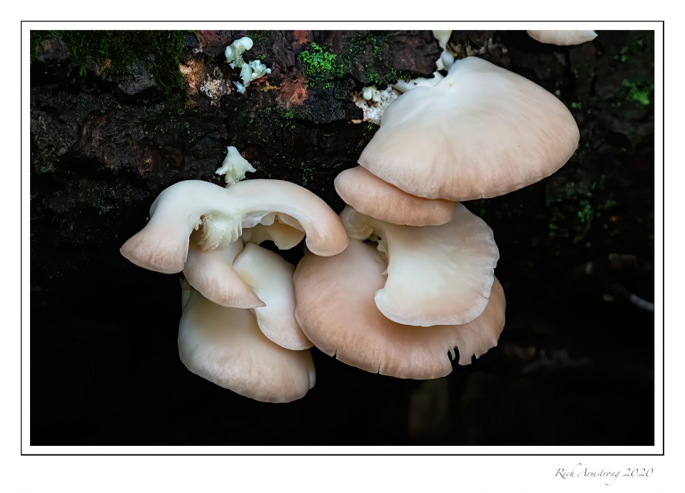 fungi-2-copy.jpg
