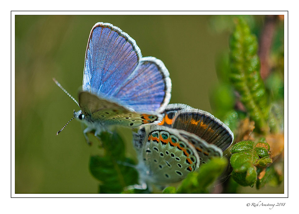 karner-blue-butterflies-7-copy.jpg