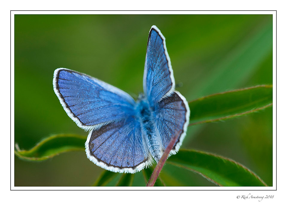 karner-blue-butterfly-2-copy.jpg