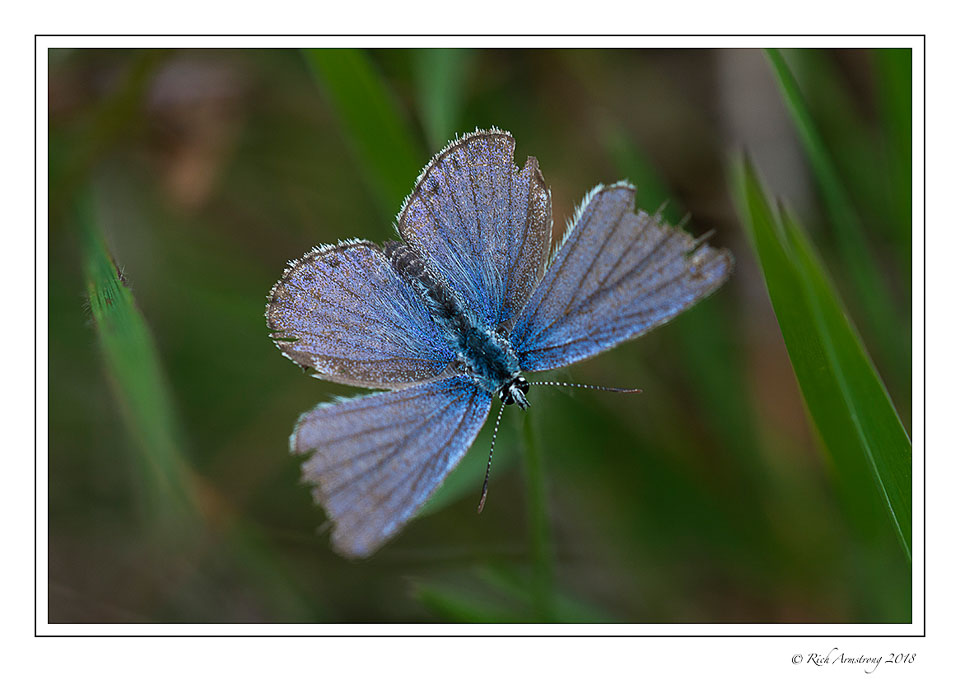 karner-blue-butterfly-5-copy.jpg