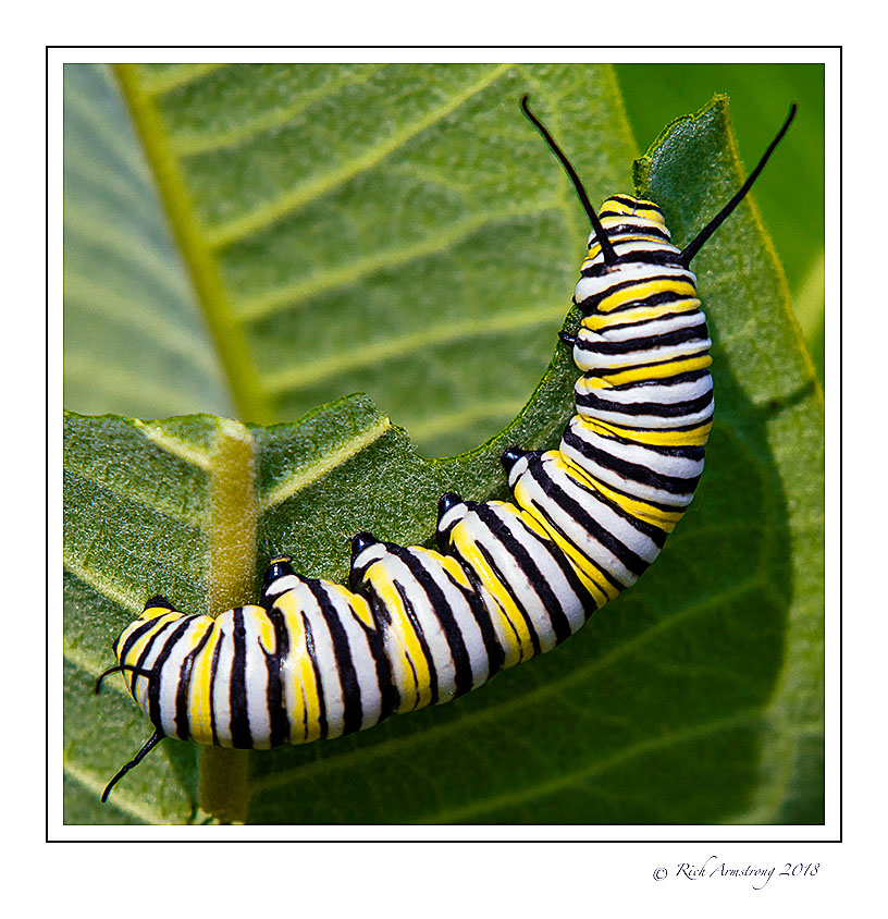 monarch-caterpillar-1-copy-2.jpg