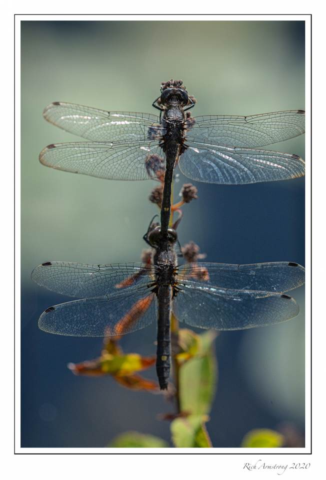 pair-of-dragonflies-1a.jpg