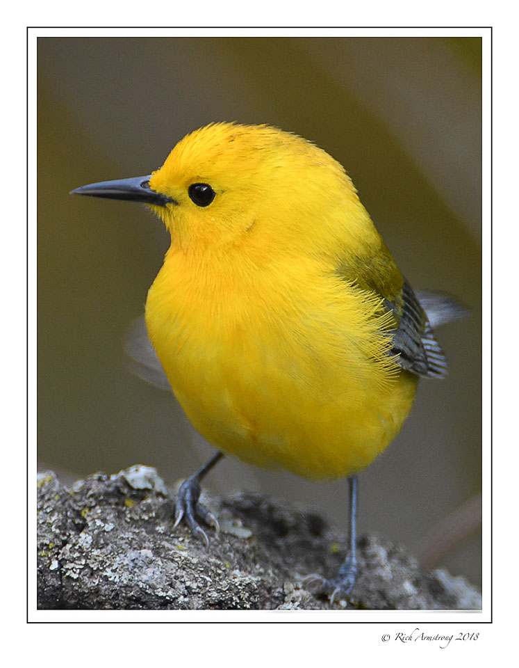 prothonotary-warbler-4-copy.jpg