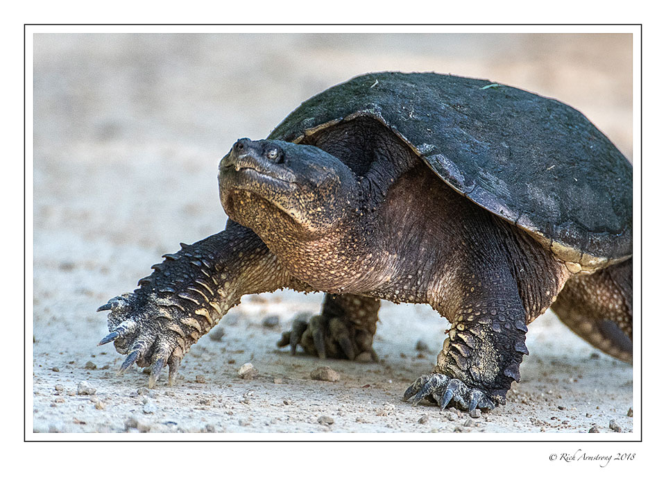 snapping-turtle-1-copy-2.jpg