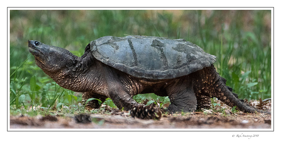snapping-turtle-2a-copy.jpg