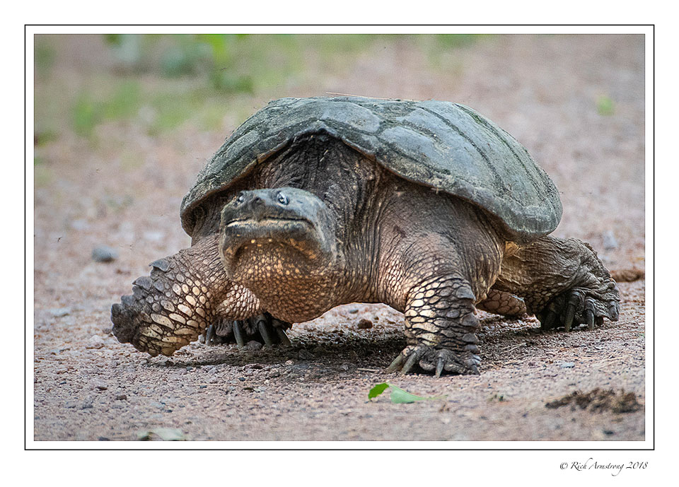 snapping-turtle-4-copy.jpg