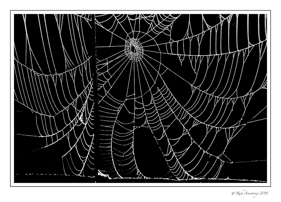 spider-web-2-copy.jpg