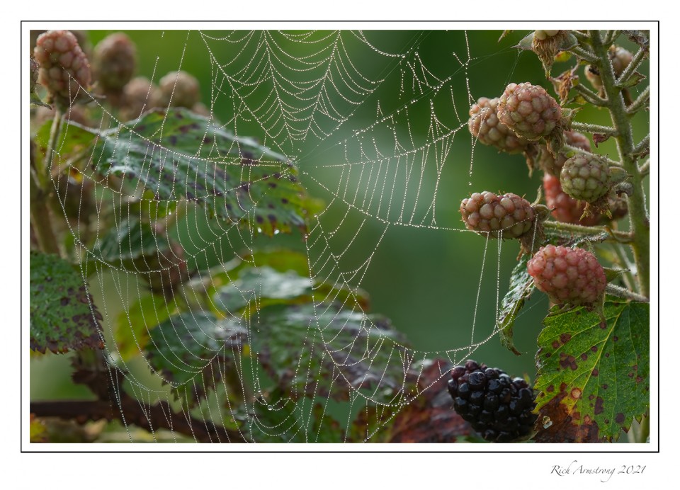 spider-web-n-berries-copy-2.jpg