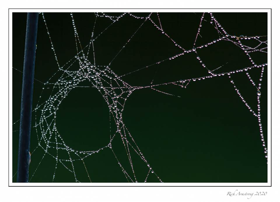 spider-web-n-dew-3-copy.jpg