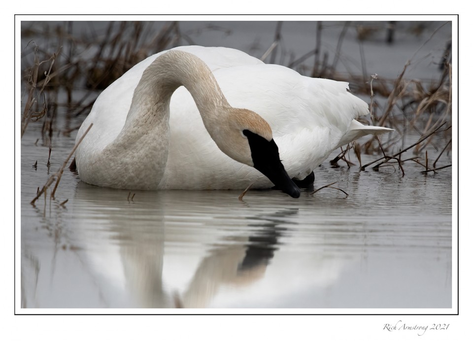 swan-2-copy.jpg