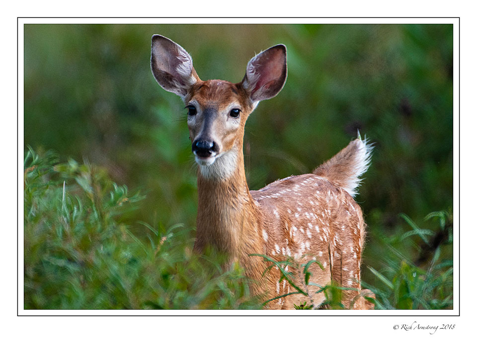 white-tailed-fawn-1-copy-3.jpg