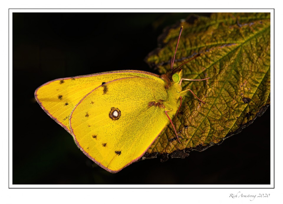yellow-butterfly-1-copy.jpg
