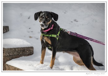 -wZoe-in-snow-1-copy.jpg