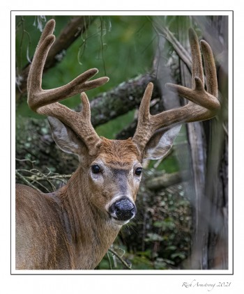 10-pt-buck-1-copy-2.jpg