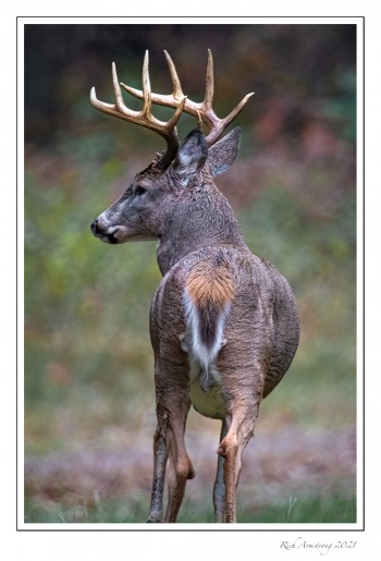 10-pt-buck-2-copy-2.jpg