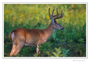 10-pt-buck-4-copy-2.jpg
