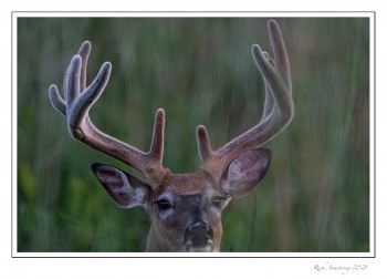 11-pt-buck-1-copy-2.jpg