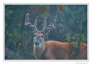 11-pt-buck-2-copy.jpg