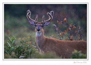 11-pt-white-tailed-bicl-2-copy-2.jpg