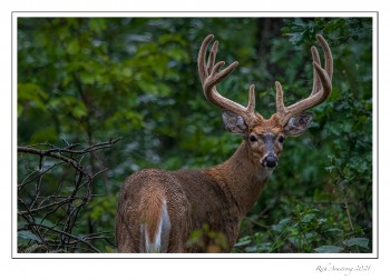 11.5-pt-buck-1-copy-2.jpg