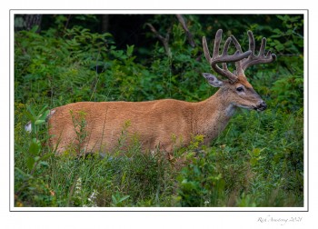 12-pt-buck-1-copy-2.jpg