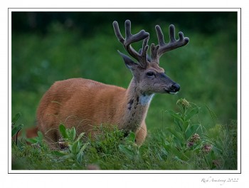 12-pt-buck-double-splits-copy-2.jpg