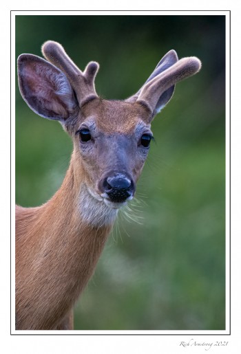 3-pt-white-tailed-buck-copy-2.jpg