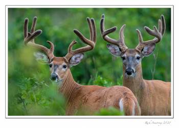 8-pt-9pt-copy.jpg
