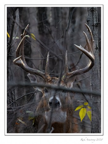 8-pt-buck-1-copy.jpg
