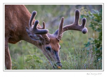 8-pt-white-tailed-buck-2-copy-2.jpg