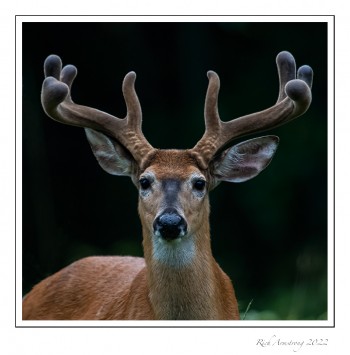 8.5-pt-buck-1.jpg