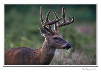 9.5-pt-bick-2-copy-2.jpg