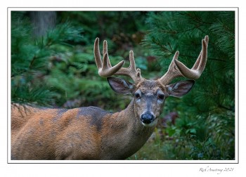 9.5-pt-buck-copy-2.jpg