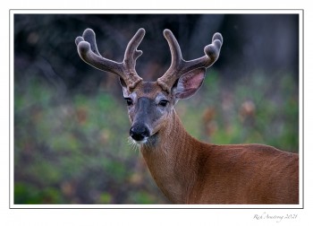 9pt-buck-copy-2.jpg