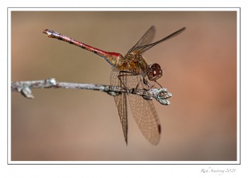 Autumn-Meadowhawk-1-copy-2.jpg