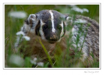 Badger-1-copy-2.jpg