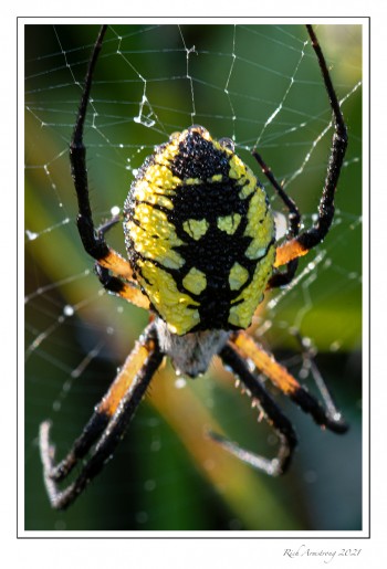 Banded-Garden-Spider-6-copy-2.jpg
