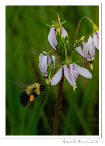 Bee-11-copy.jpg