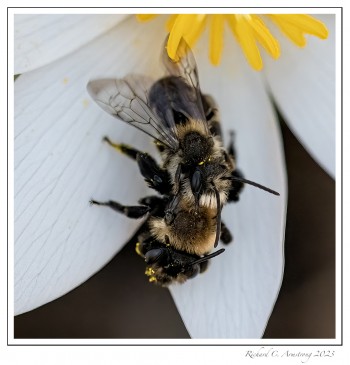 Bee-3-copy2.jpg