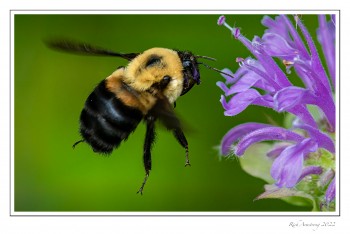 Bee-on-Beebalm-1.jpg