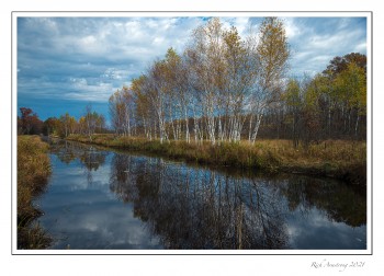 Birch-reflections-1-copy-2.jpg