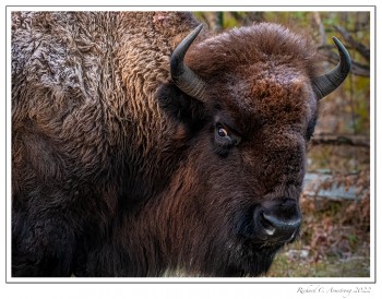 Bison-2.jpg