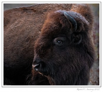 Bison-4.jpg