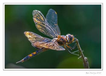 Black-Saddlebags-1-copy.jpg