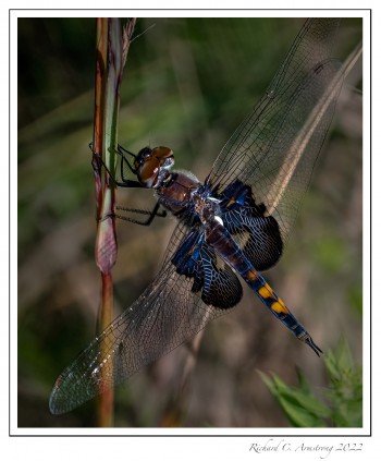 Black-Saddlebags-2,-teneral-copy.jpg