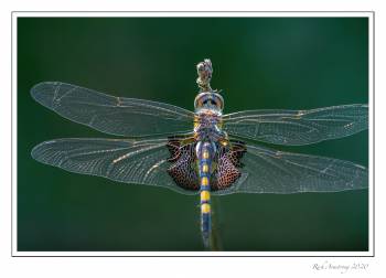 Black-Saddlebags-2-copy.jpg