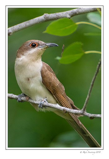 Black-billed-cuckcoo-2-copy.jpg