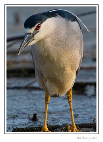 Black-crowned-Night-Heron-1z-copy.jpg