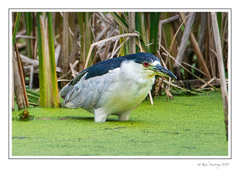 Black-crowned-night-heron-1-copy-4.jpg