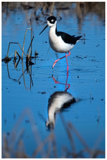 Black-necked-stilt-2-copy-2.jpg